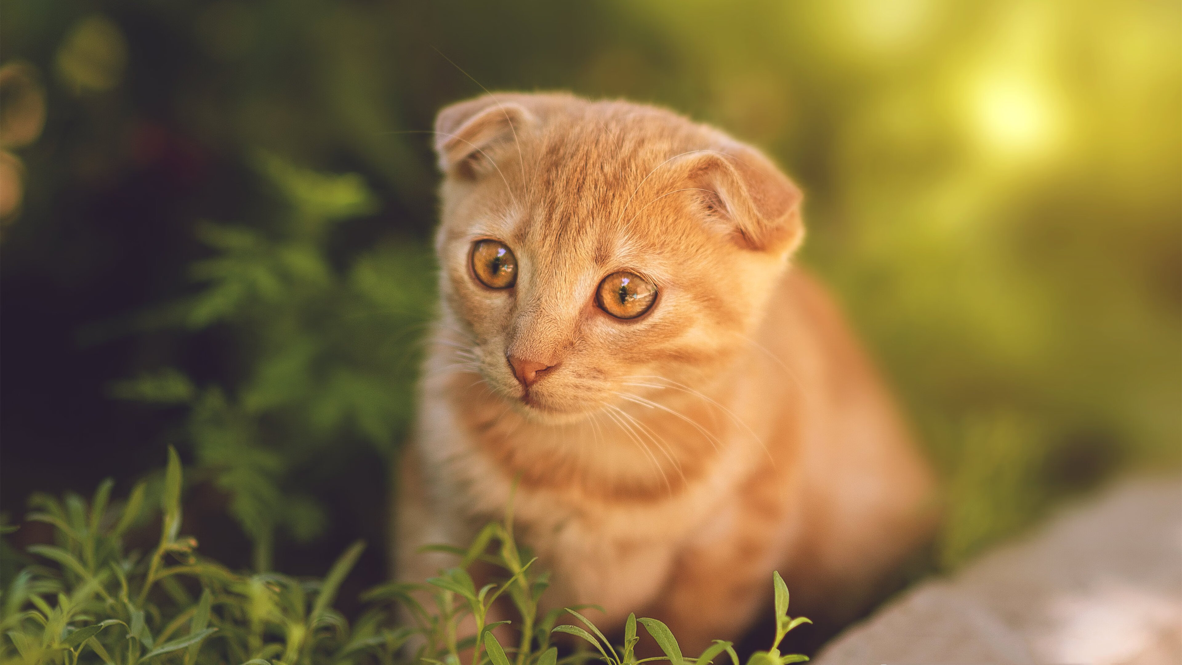 历史沿革：经典赛道背后的故事，经典赛车车型